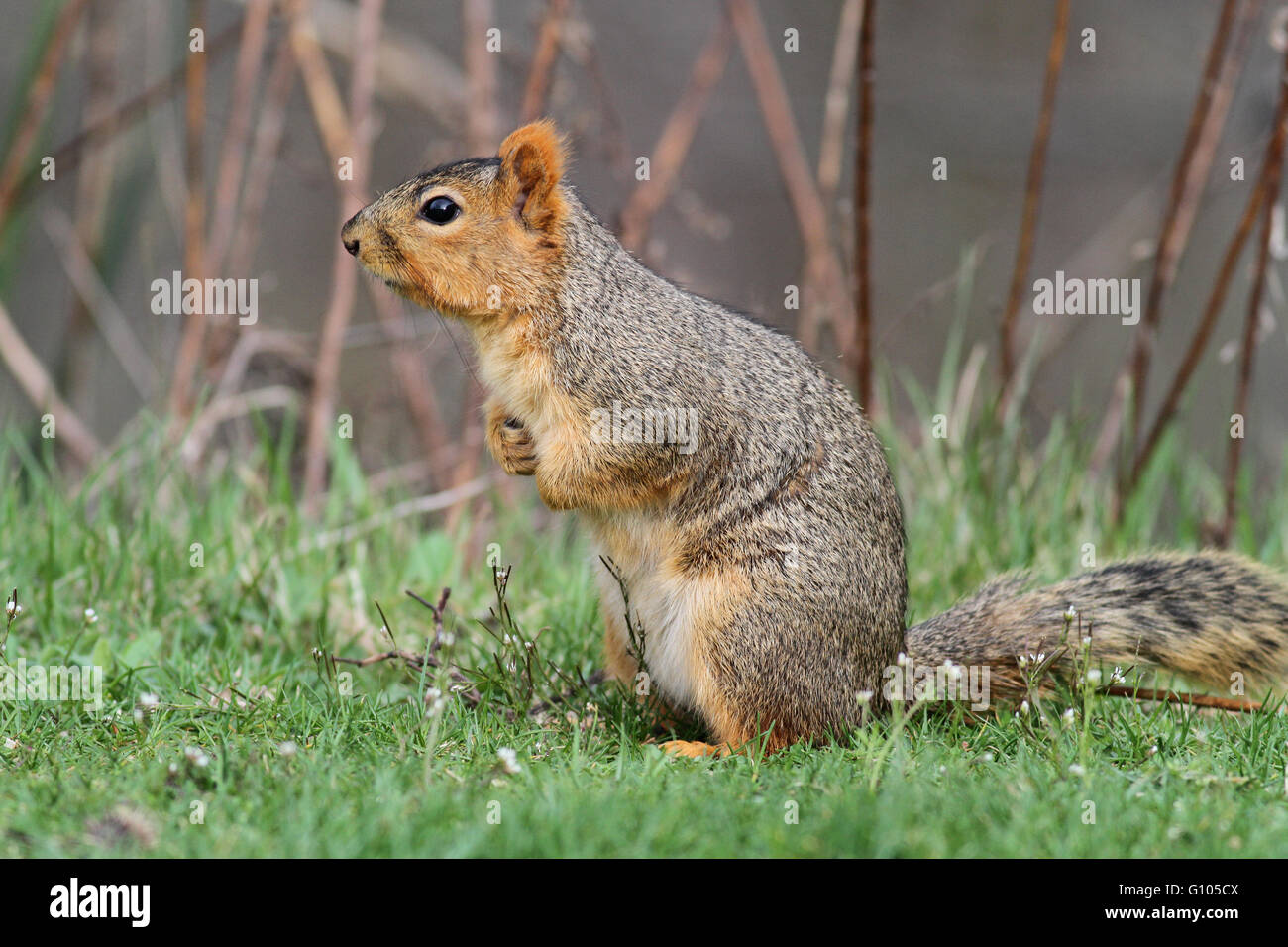 Eastern Fox Squirrel Foto Stock