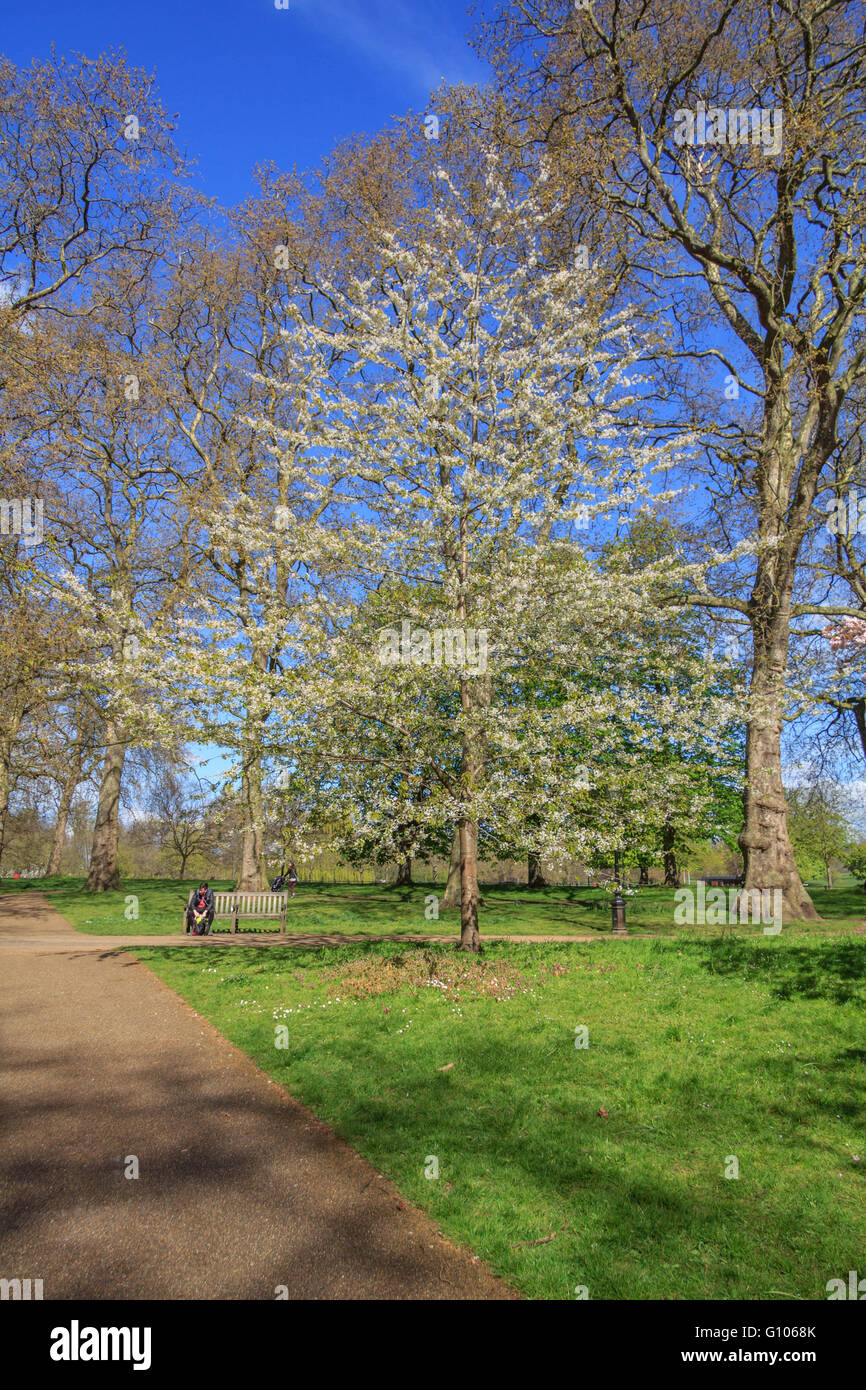 Ciliegio in fiore in una giornata di sole in Hyde Park Foto Stock
