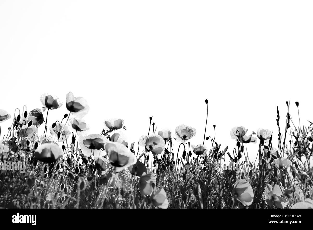 Idilliaco fiore di papavero prato su una soleggiata giornata di primavera Foto Stock