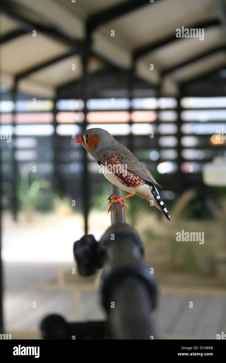 Bird su un mic stand, pronto per la preforma Foto Stock