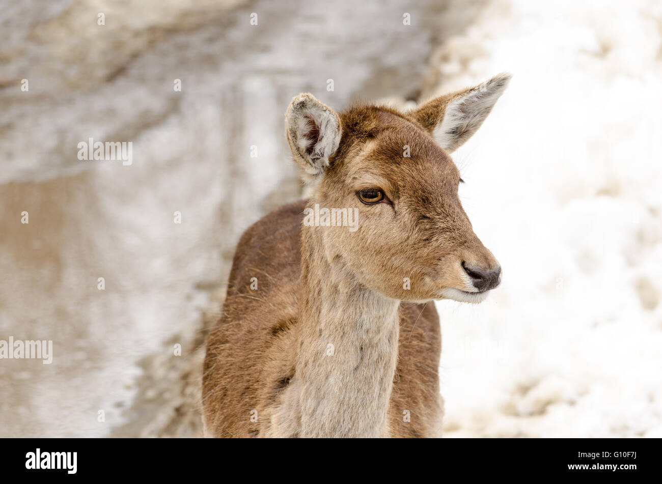 La testa di un giovane cervo femmina, - Omega Park, Quebec. Foto Stock