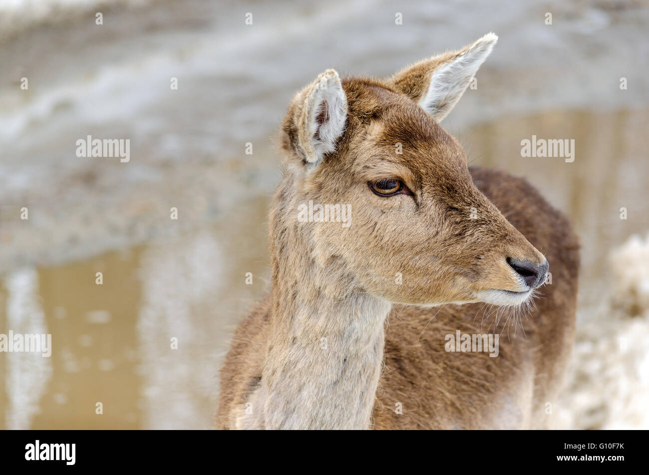 La testa di un giovane cervo femmina - Omega Park, Quebec. Foto Stock