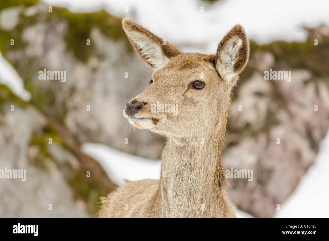 La testa di un giovane cervo femmina Foto Stock