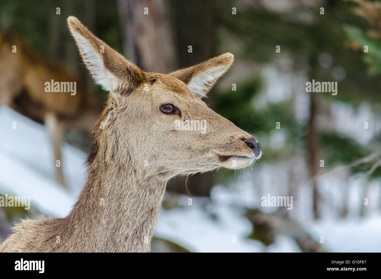 La testa di un giovane cervo femmina presso Omega Park in Quebec, Canada Foto Stock