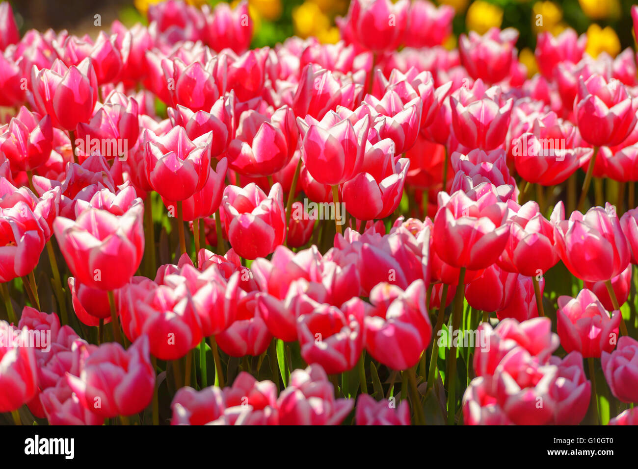 Red tulip campo vicino fino Foto Stock