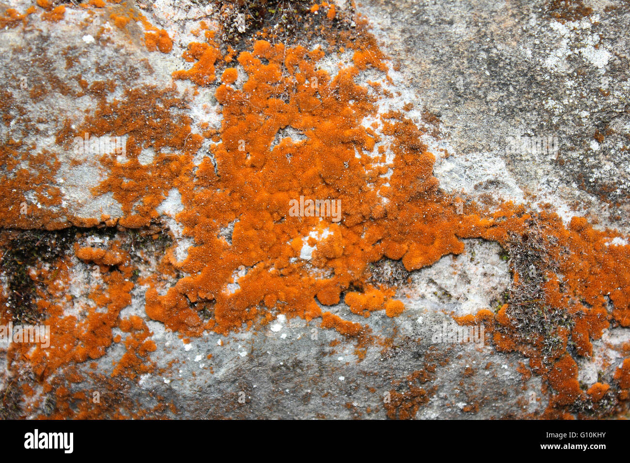 Le alghe Trentepohlia aurea il pigmento arancio haematochrome (beta-carotene) nasconde il verde della clorofilla. Foto Stock