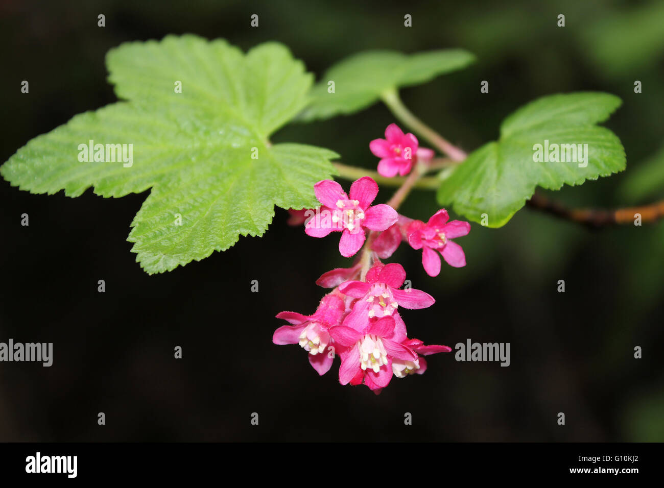 Fioritura di ribes rosso Ribes sp. Foto Stock