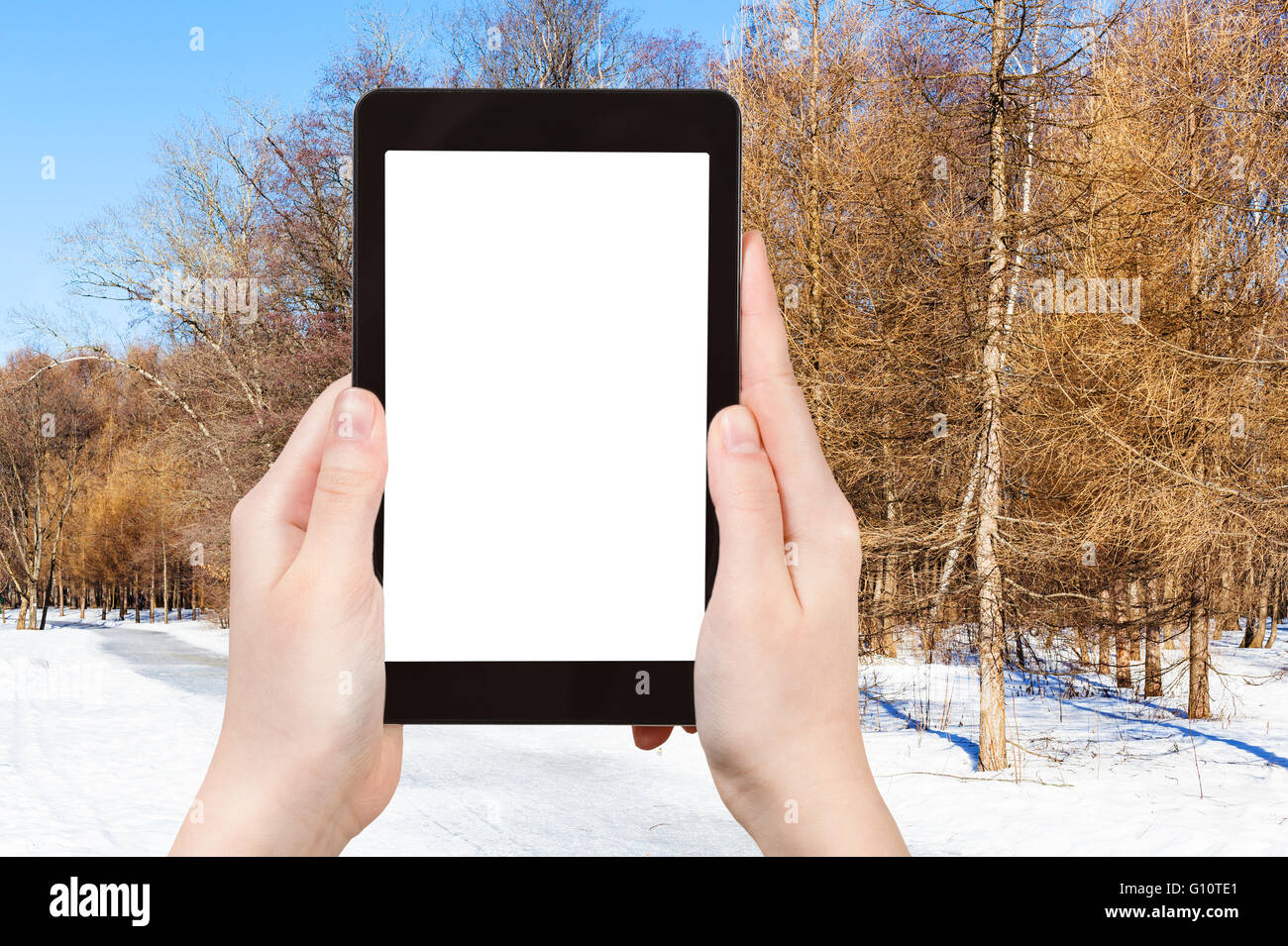 Concetto di stagione - fotografie turistiche congelati percorso nel bosco di larici nella soleggiata giornata invernale su tablet pc con taglio fuori schermo con vuoto Foto Stock