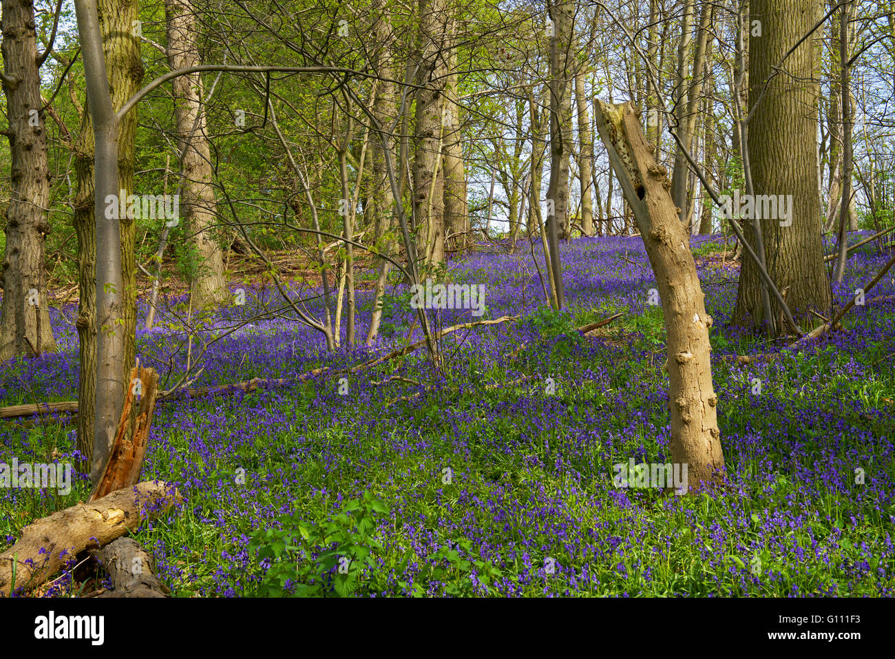 Bluebell bosco di Flatford, Dedham Vale, Essex, Inghilterra, Regno Unito Foto Stock