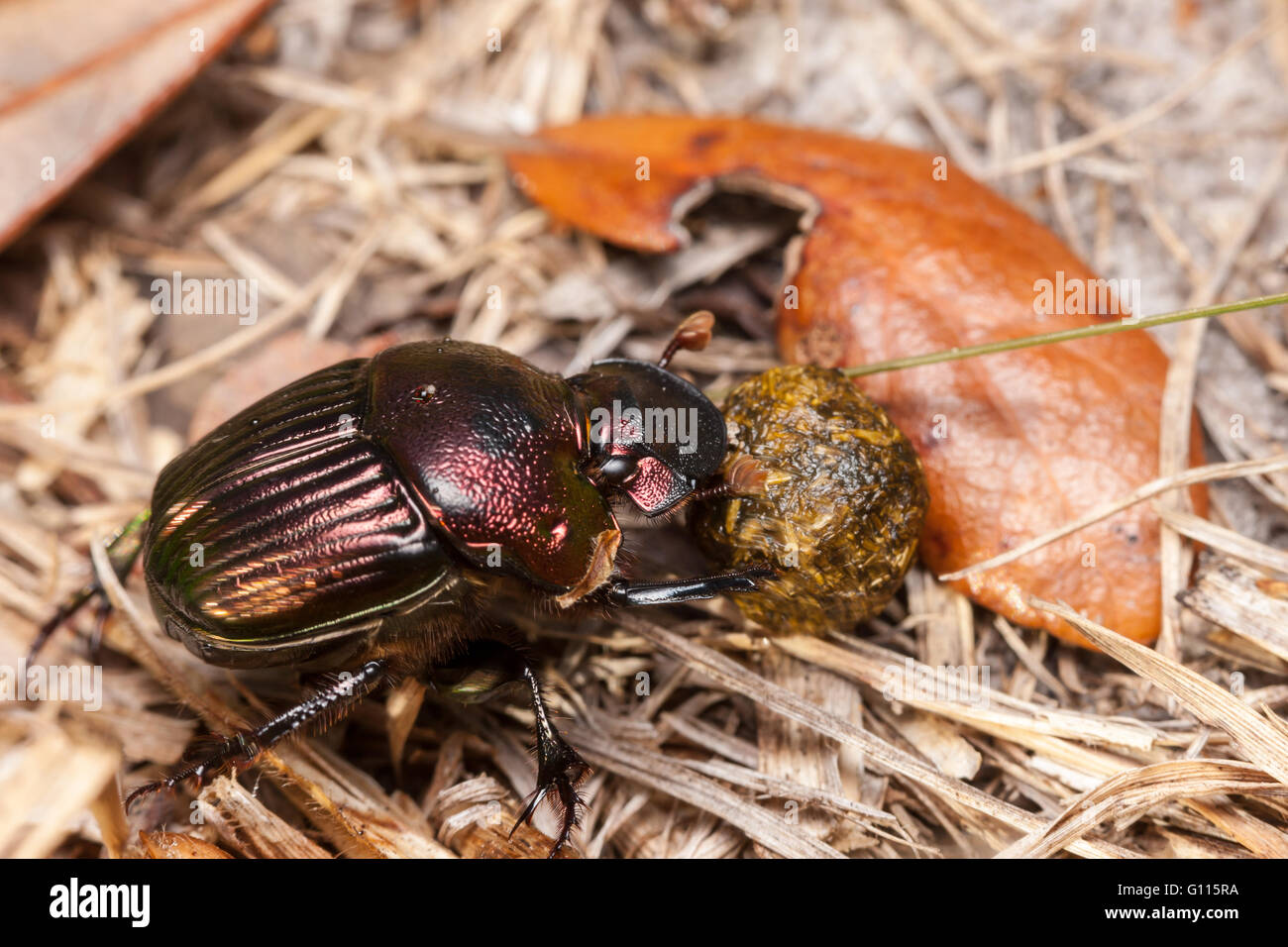 Una femmina di Rainbow Scarabeo scarabeo (Phanaeus igneo) spinge una sfera di un sterco. Foto Stock