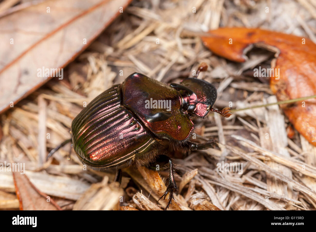 Maschio Scarabeo Arcobaleno beetle (Phanaeus igneo) Foto Stock