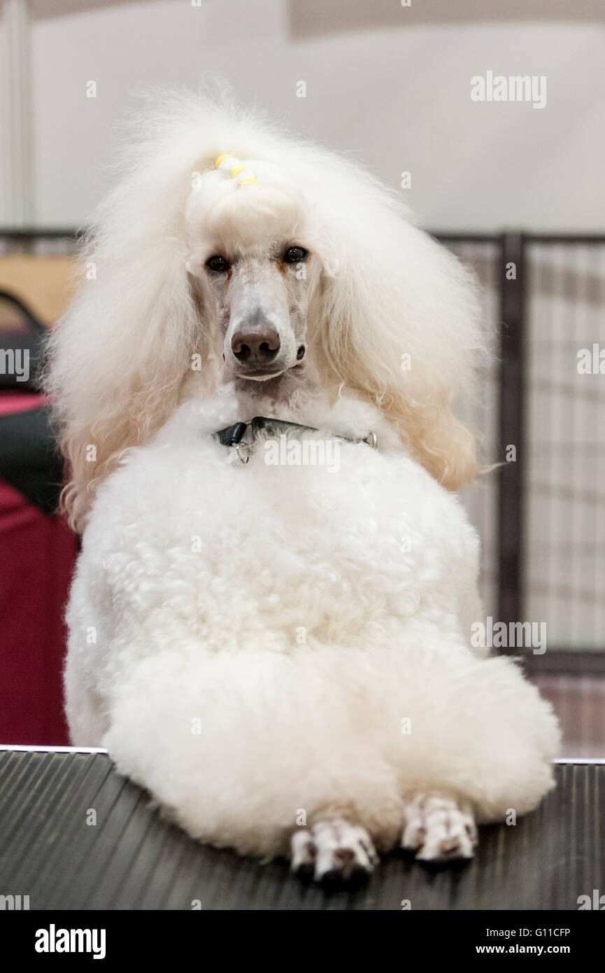 Londra, Regno Unito. 7 maggio 2016. Un barboncino viziati pone per la fotocamera. Ingenti folle di appassionati di pet a visitare il National Pet Show presso il centro Excel. Tutto ciò da cani, gatti, piccoli animali pelosi di rettili sono in mostra per i visitatori di soddisfare. Credito: Stephen Chung / Alamy Live News Foto Stock
