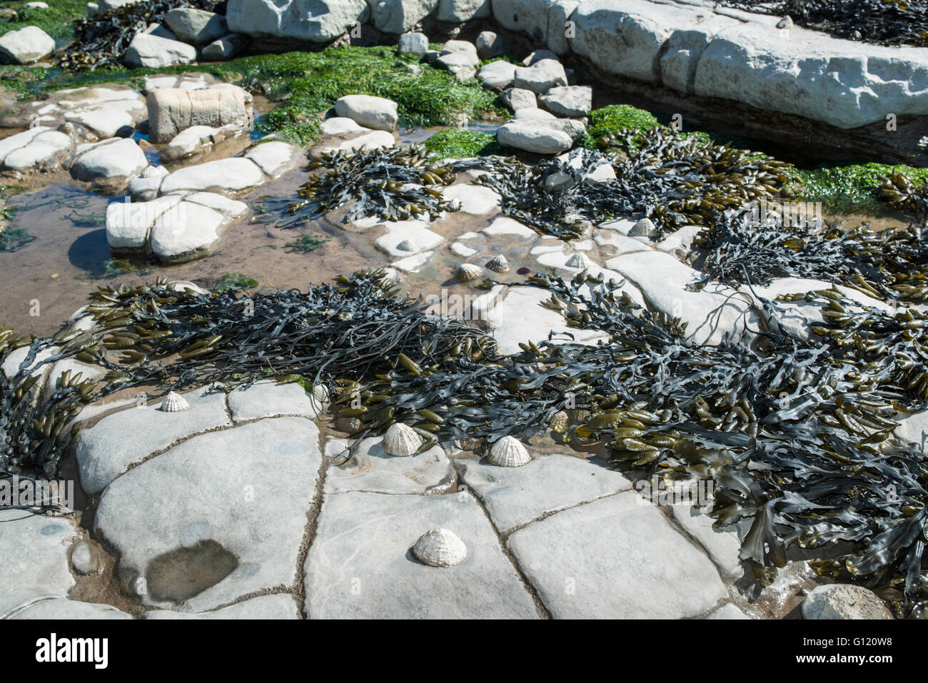 Limpet le conchiglie e le alghe sulle rocce con piscine di roccia. Foto Stock