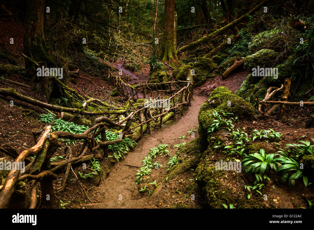 Percorso attraverso Puzzlewood, Foresta di Dean. Foto Stock