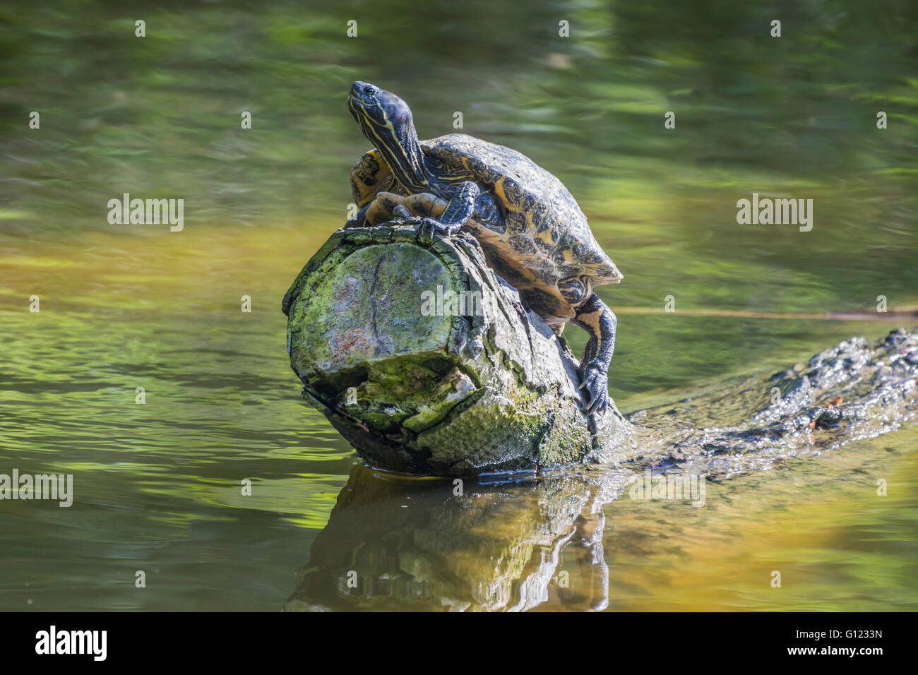 Terrapin seduto su un registro tenuto nel sole al mattino Foto Stock