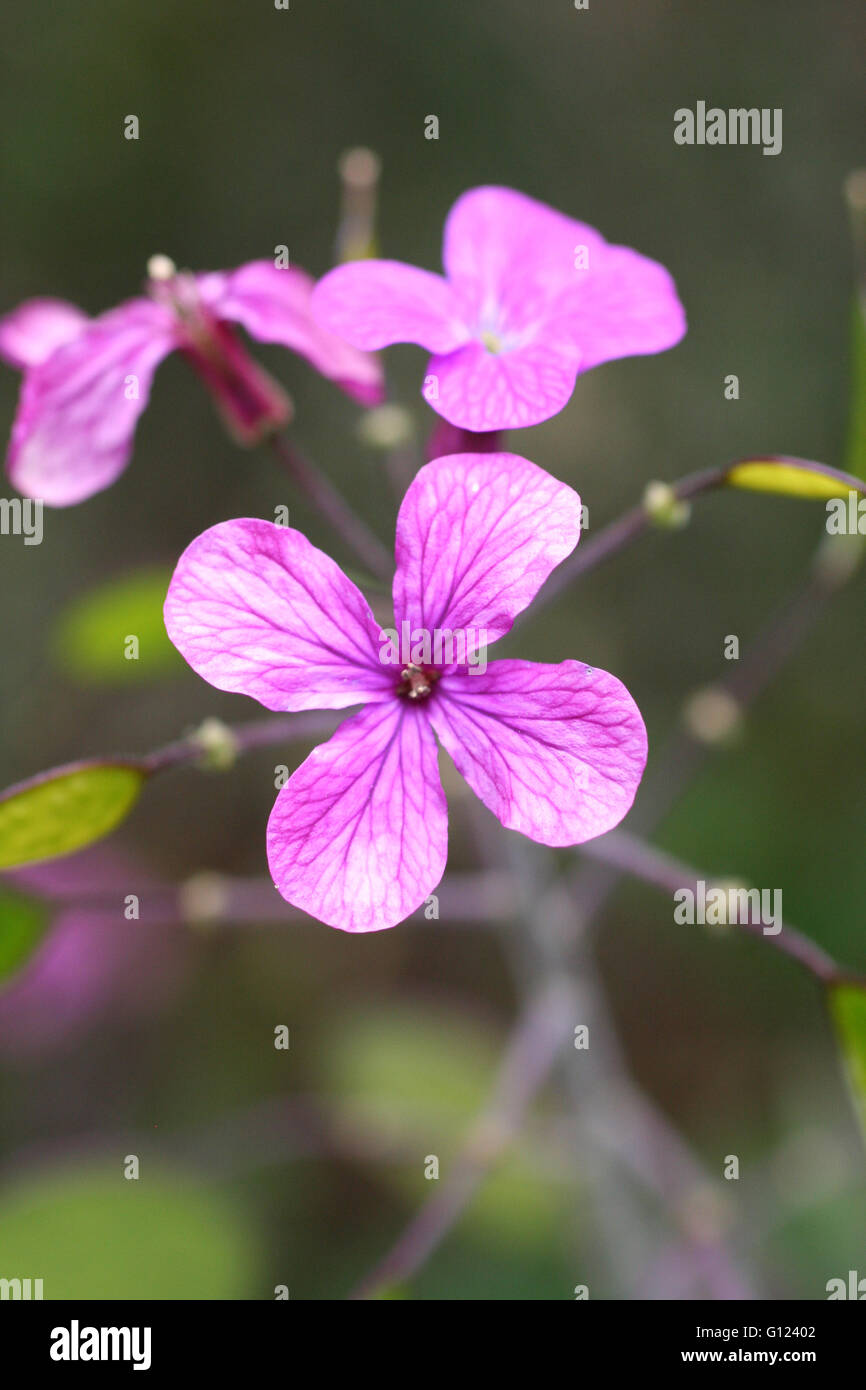 Piccoli fiori viola contro uno sfondo verde Foto Stock