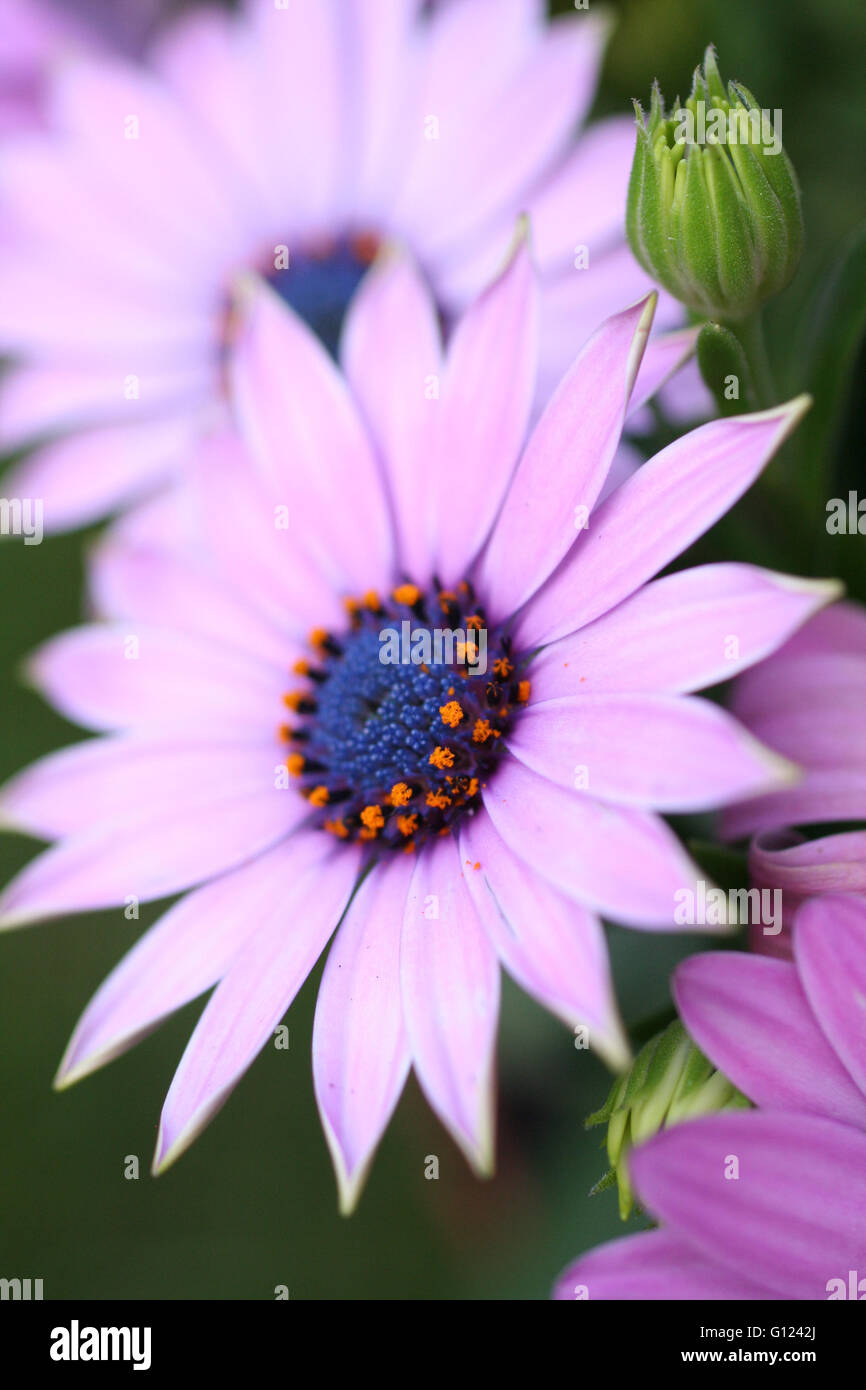 Closup di Osteospermum Zanzibar fiore in un giardino Foto Stock