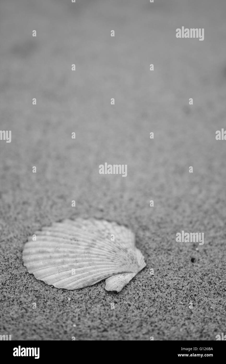 Un guscio di capesante su di una spiaggia di sabbia, foto in bianco e nero Foto Stock