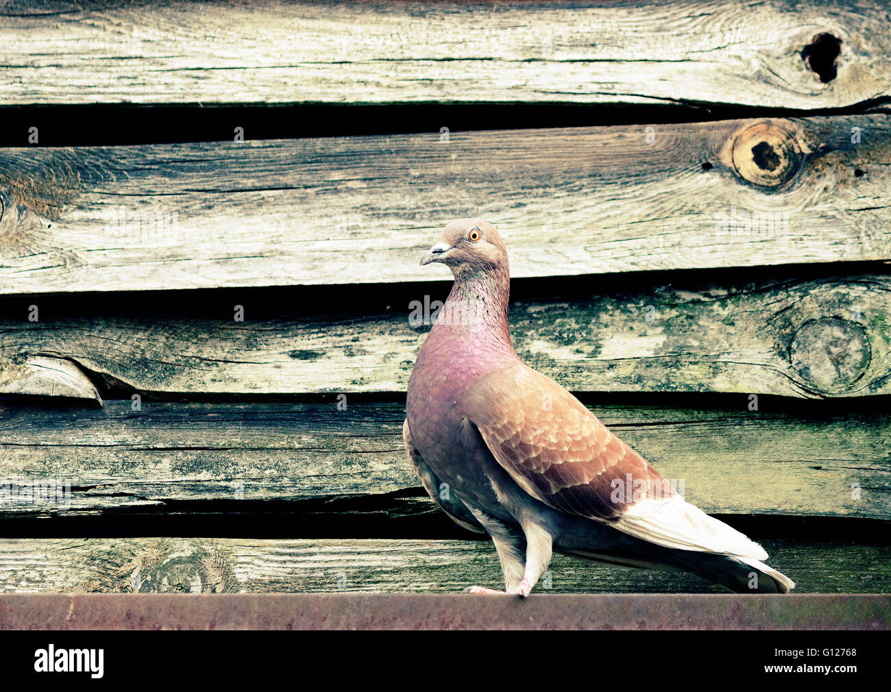 Dove.City uccello Foto Stock
