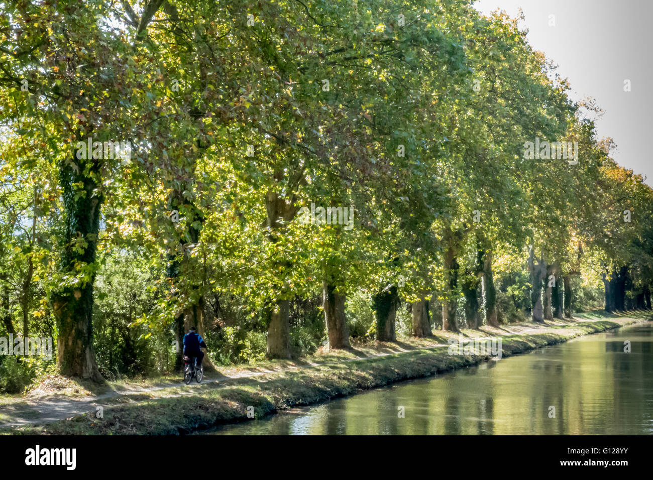 I Platani di rivestimento del Canal du Midi in ottobre, con il ciclista solitario Foto Stock