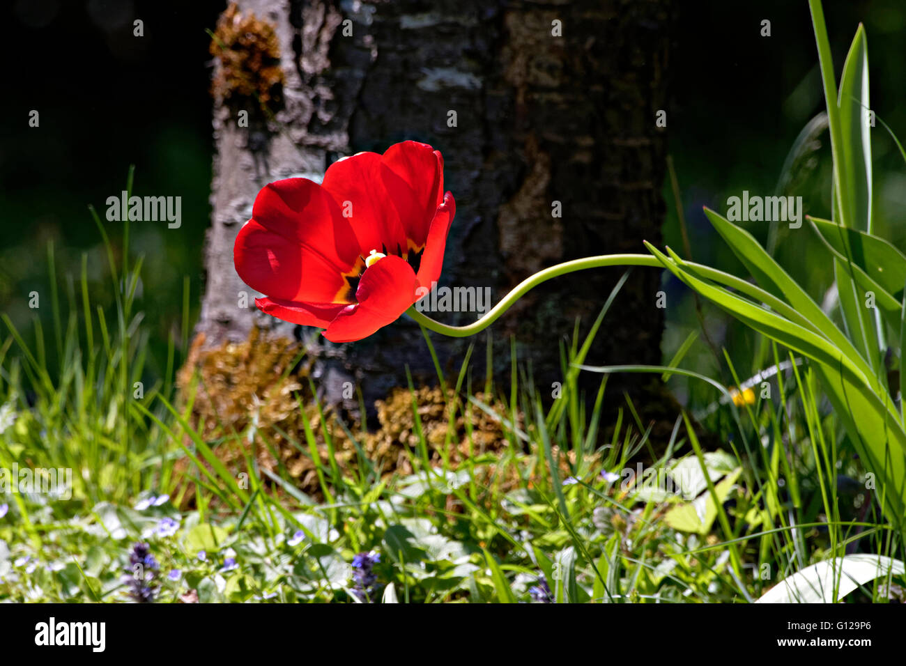 Red Tulip fiore giardino ( Tulipa sp.) Foto Stock