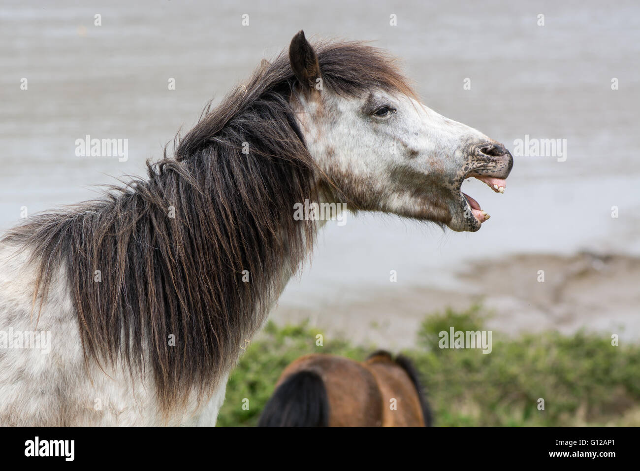Grigio a Dartmoor pony stallone con la bocca aperta e i denti che mostra.Il nativo di cavallo di razza di Devon, Regno Unito, vita selvatica Foto Stock