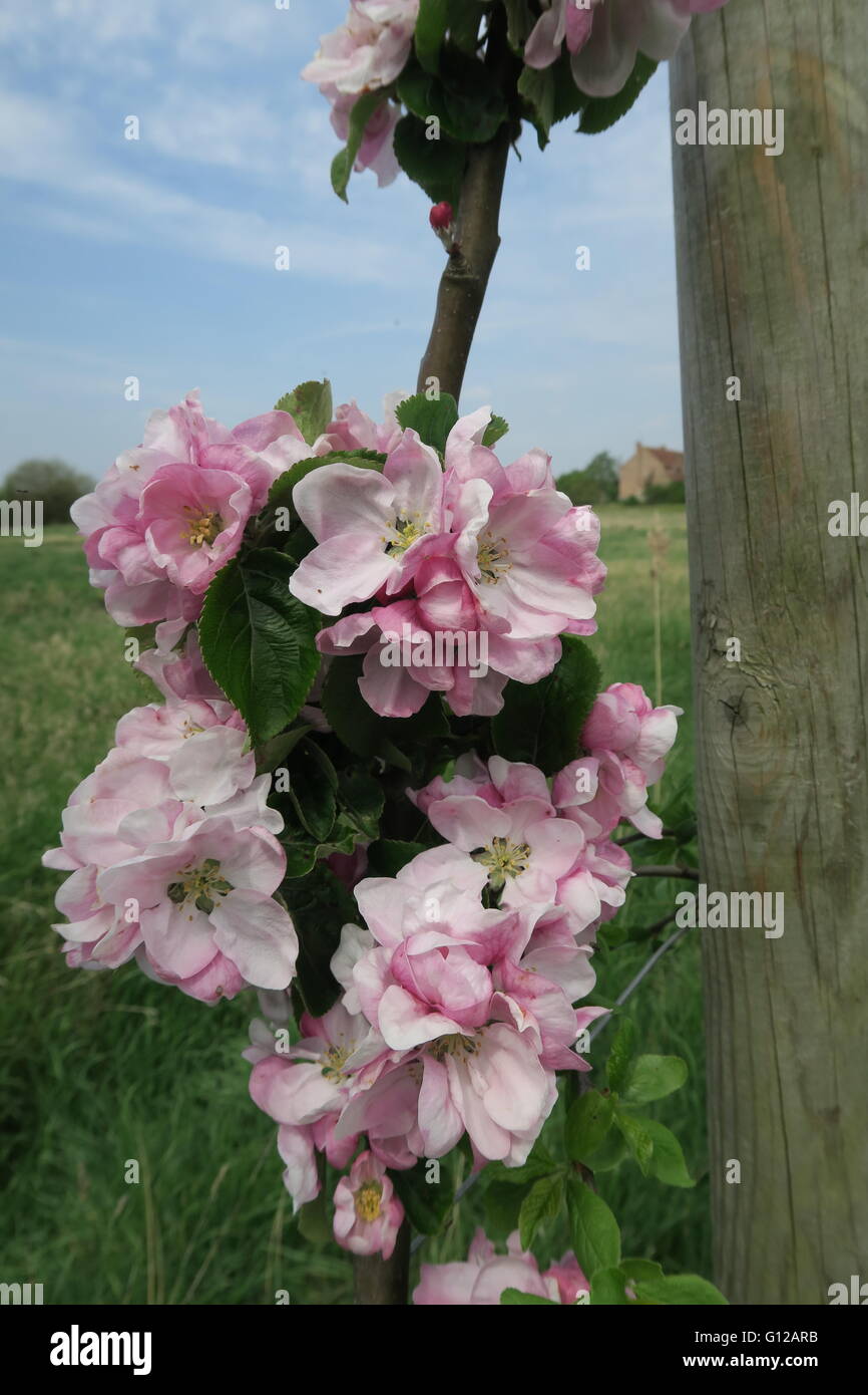 Fiore della prugna Foto Stock