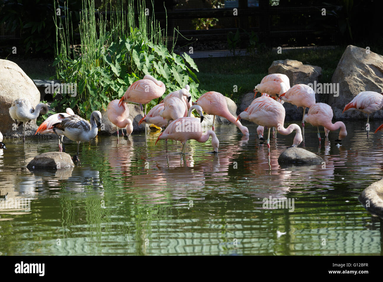 Foto di gruppo di Flamingo in lo zoo di Houston Foto Stock