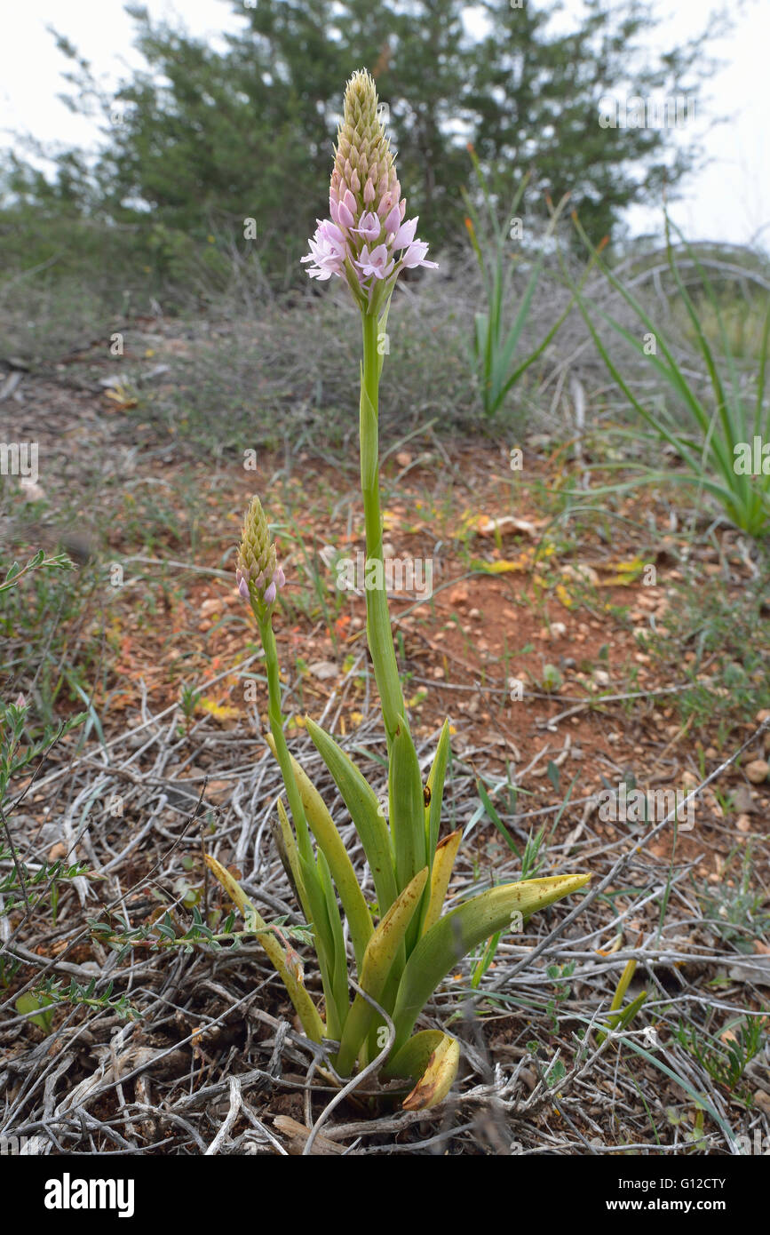 Orchide - Anacamptis pyramdalis nel bosco mediterraneo Habitat Foto Stock