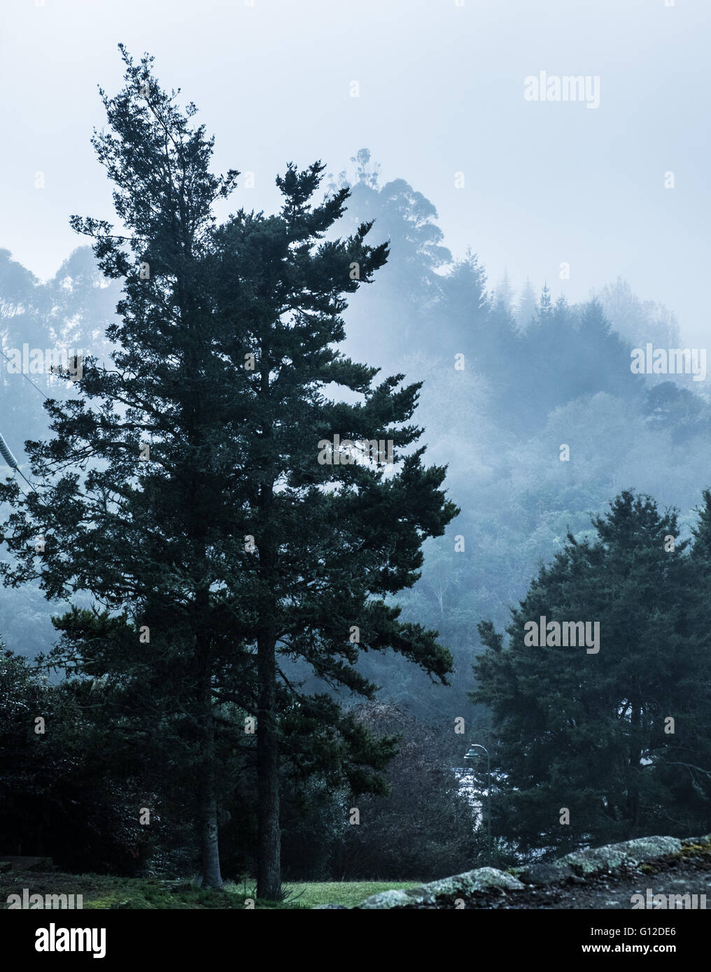 Alberi circondato da nebbia Foto Stock