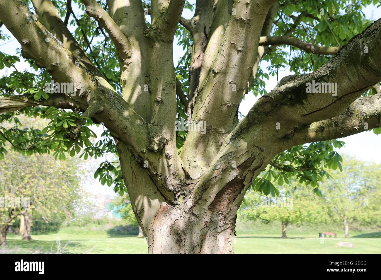 Vecchio albero rami - Bourne - Lincolnshire UK Foto Stock