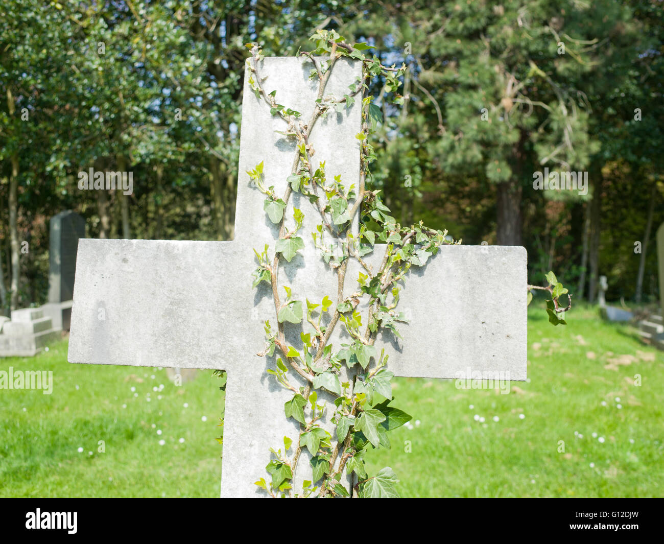 Ivy crescente sulla vecchia pietra grave Foto Stock