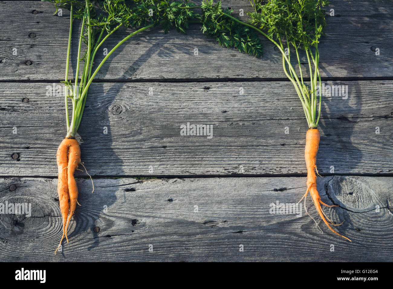 Alla moda di brutto organic baby carota da casa letto giardino fienile su tavola di legno, australiano cresciuto. Color-tonificante effetto applicato. Foto Stock