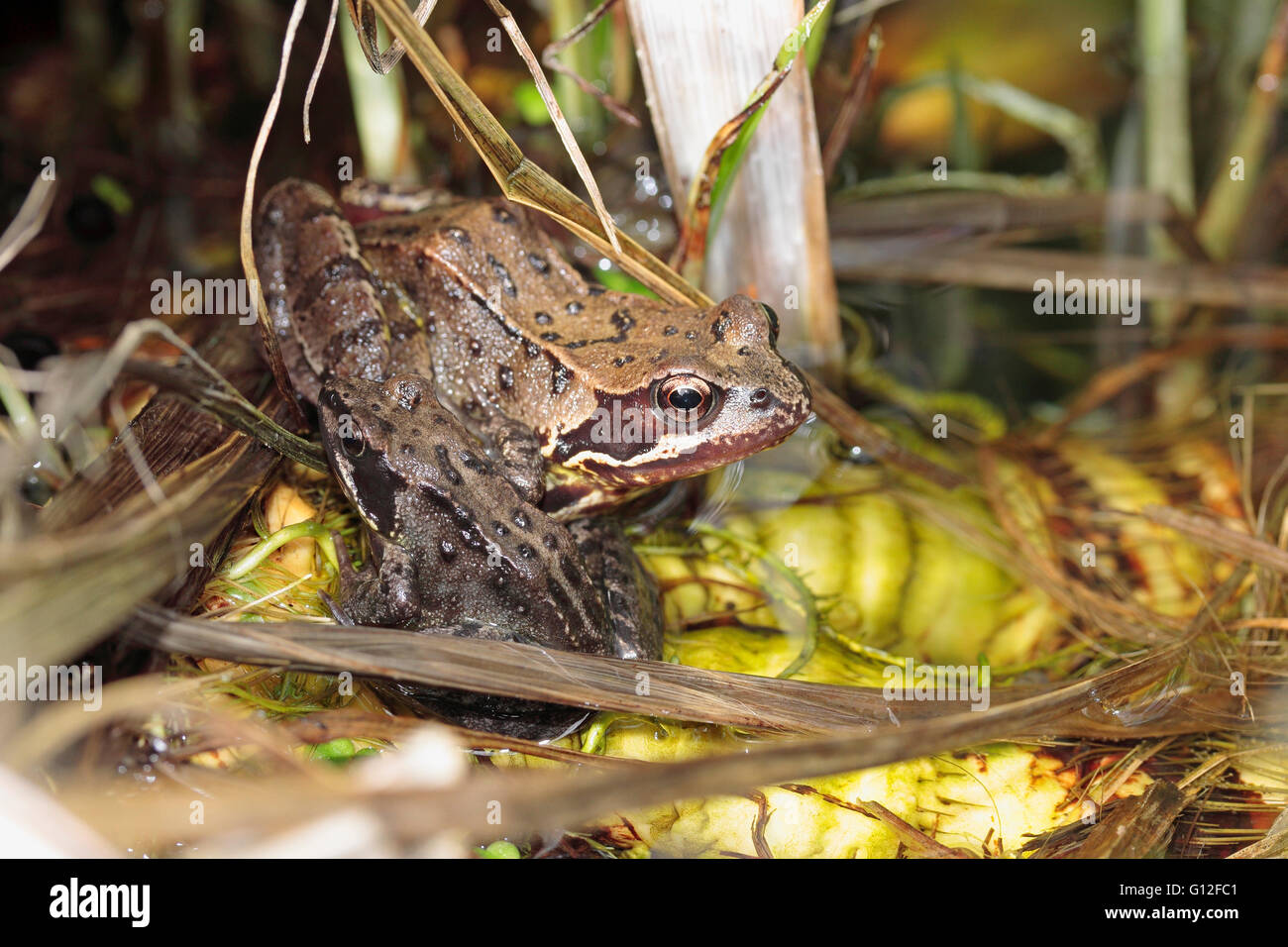 Inglese comune rana temporaria rana in un laghetto in giardino Foto Stock