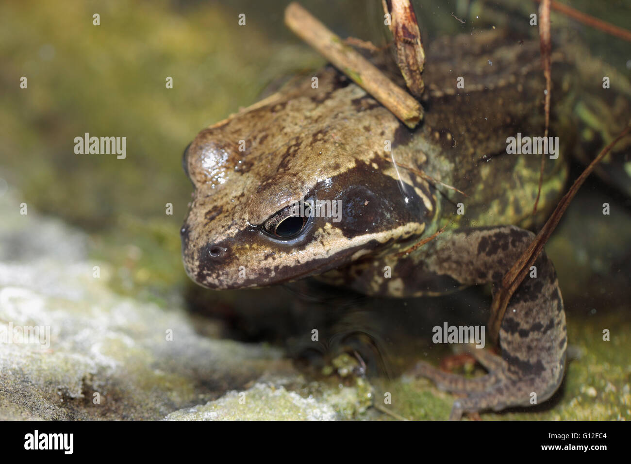 Inglese comune rana temporaria rana in un laghetto in giardino Foto Stock