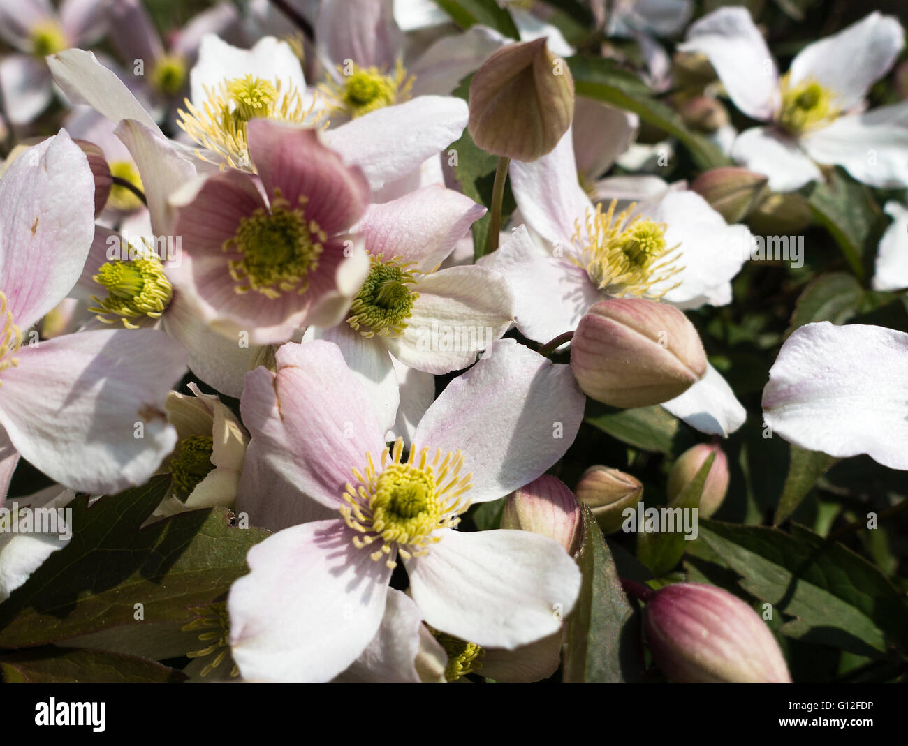 I fiori di colore rosa pallido di Clematis Montana Rubens in un giardino Alsager Cheshire England Regno Unito Regno Unito Foto Stock