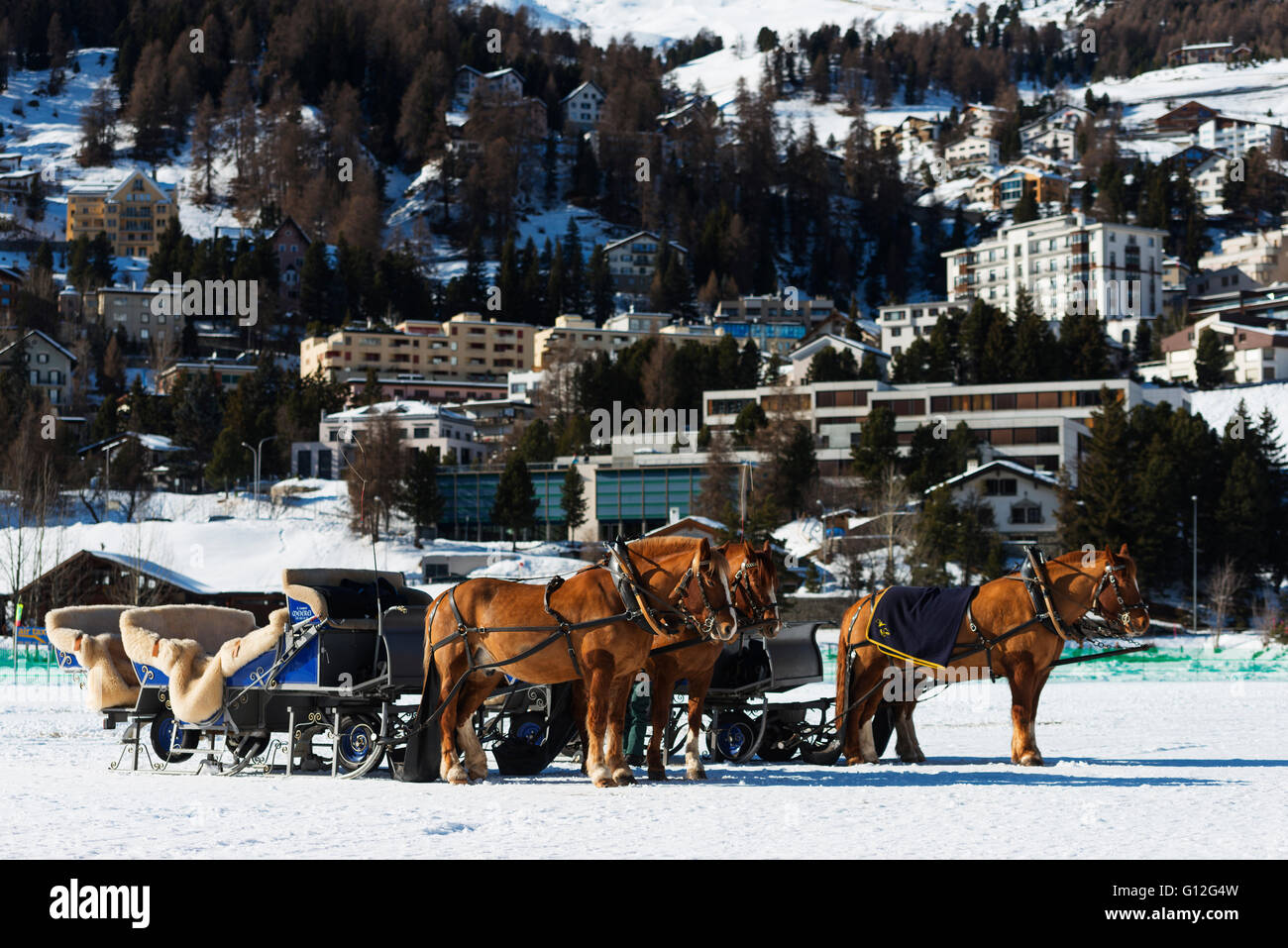 L'Europa, Svizzera, Grigioni, Engadina St Moritz in inverno, carro trainato da cavalli a White Turf Concorso Ippico Internazionale Foto Stock