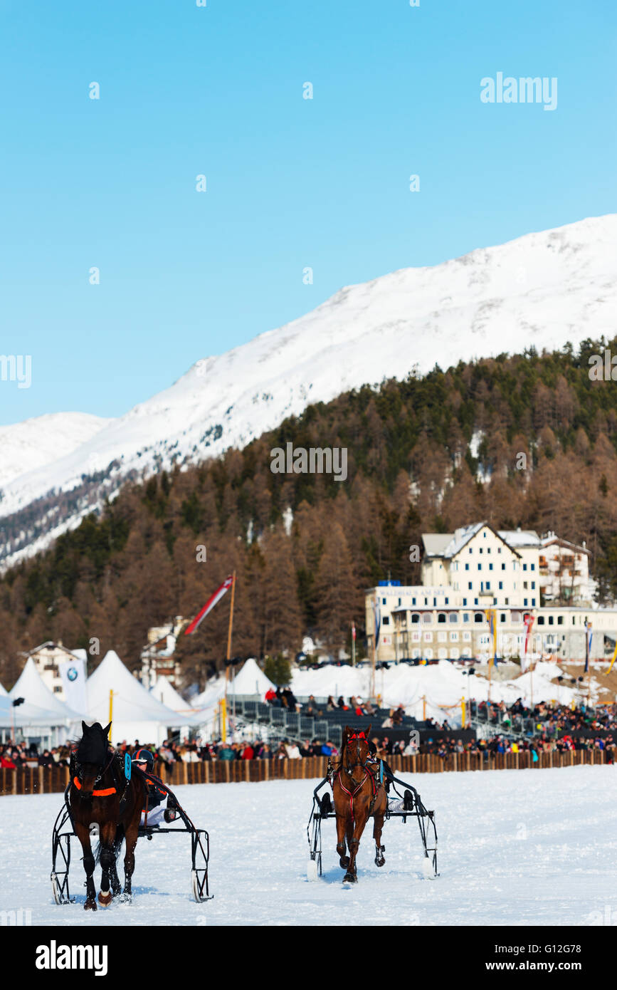 L'Europa, Svizzera, Grigioni, Engadina St Moritz in inverno, White Turf Concorso ippico internazionale, evento di trap Foto Stock