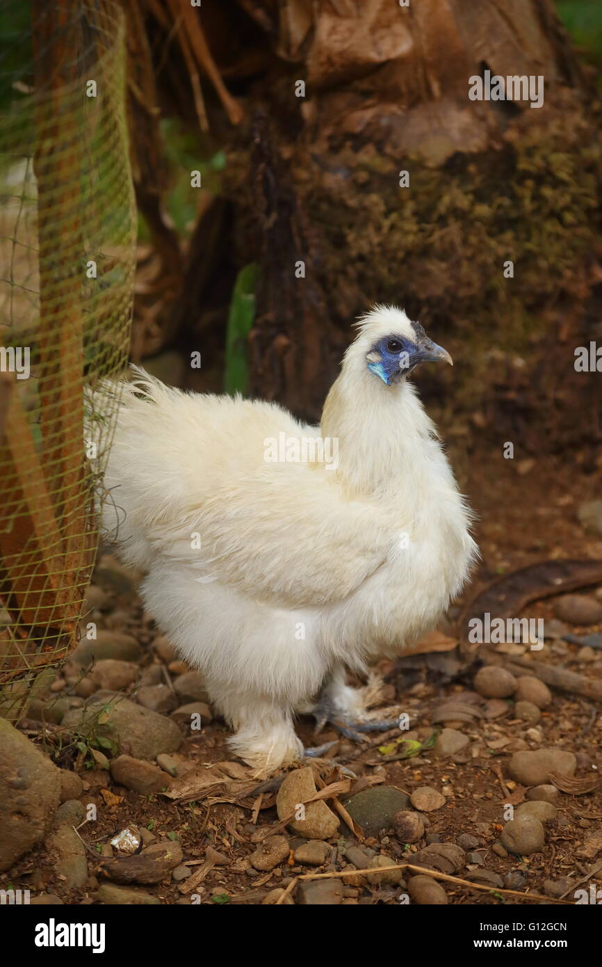 Fluffly silkie bianco il pollo con la faccia blu Foto Stock