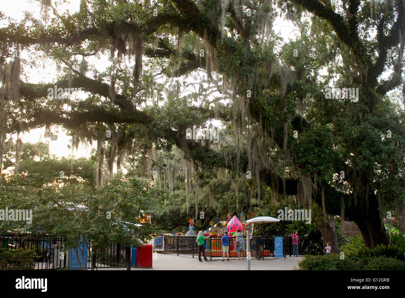 200 anni di Live Oak tree torreggia sul parco dei divertimenti di corse in New Orleans' parco della città. Foto Stock