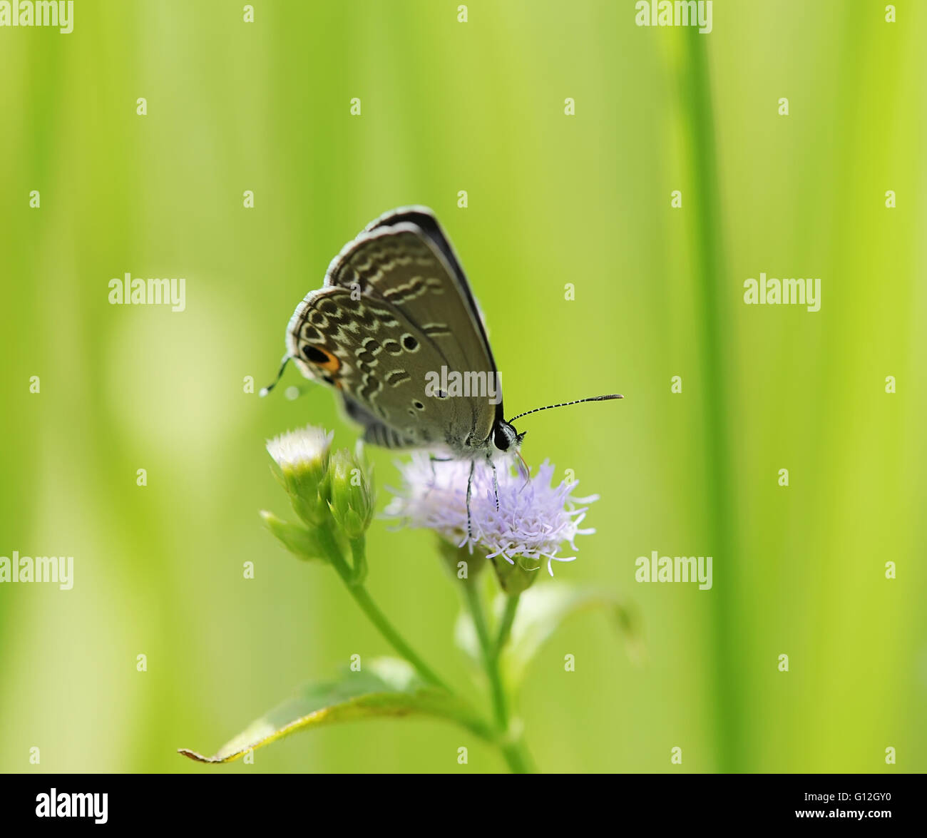Comune (blu Polyommatus icarus) farfalla in habitat naturali Foto Stock