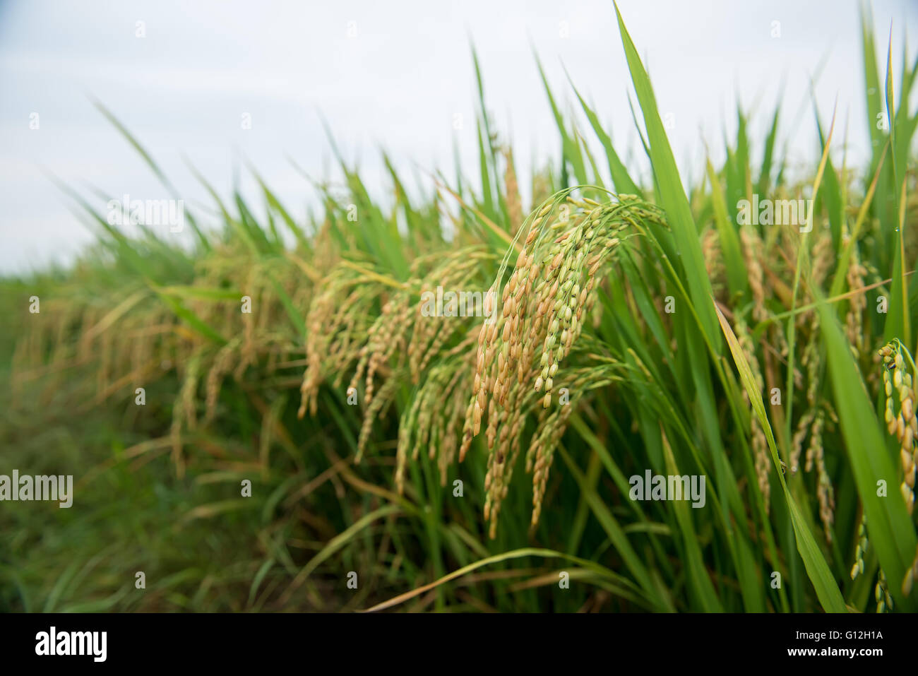 Campo di riso e cadute Foto Stock
