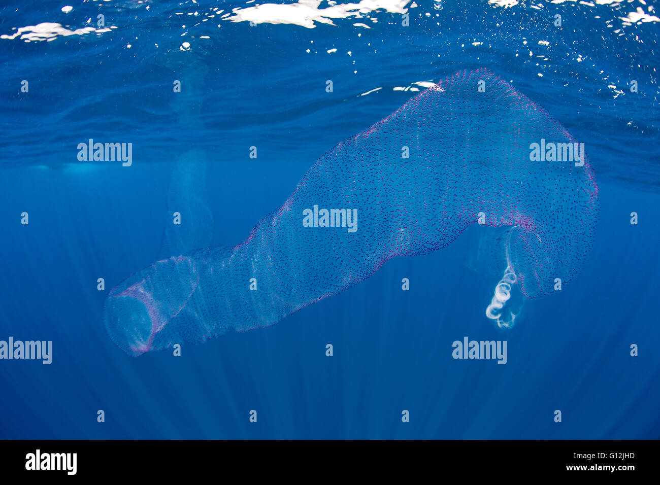 Free-floating colonial tunicati Pyrosoma, Oceano indiano, Sri Lanka Foto Stock