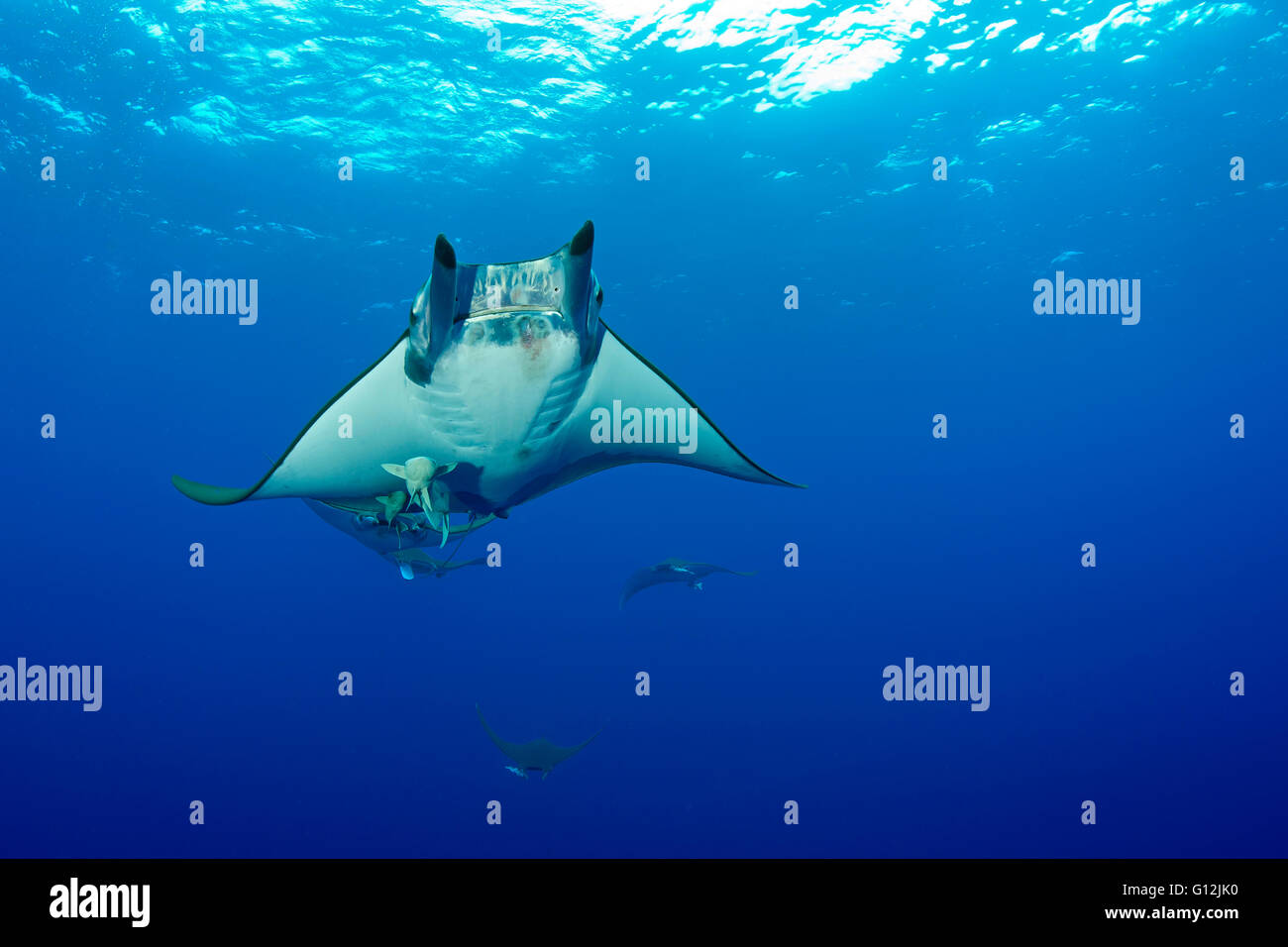 Sicklefin Devil Ray, Mobula tarapacana, Santa Maria, Azzorre, Portogallo Foto Stock