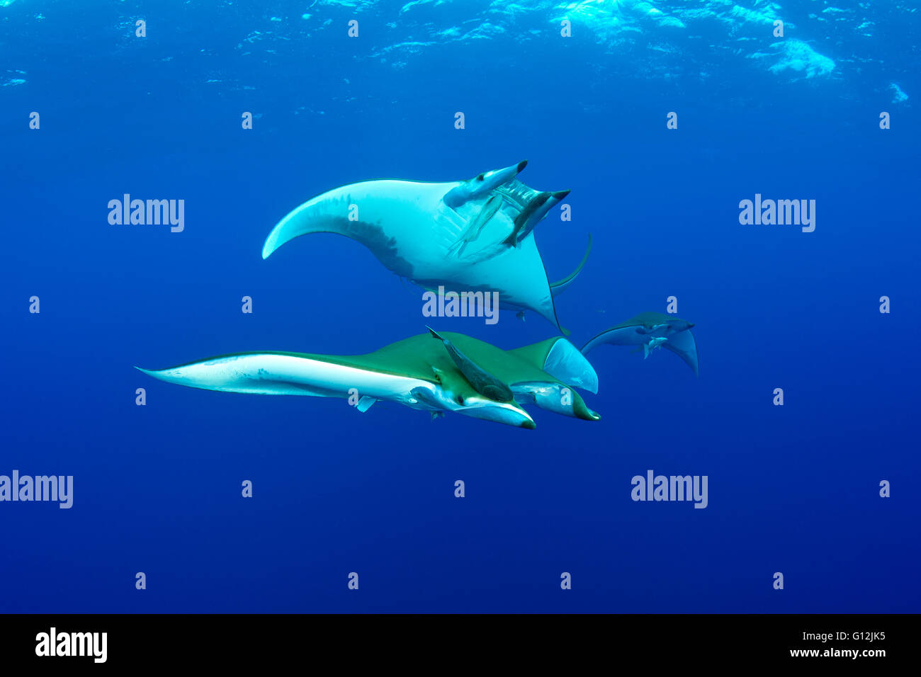 Sicklefin Devil Ray, Mobula tarapacana, Santa Maria, Azzorre, Portogallo Foto Stock