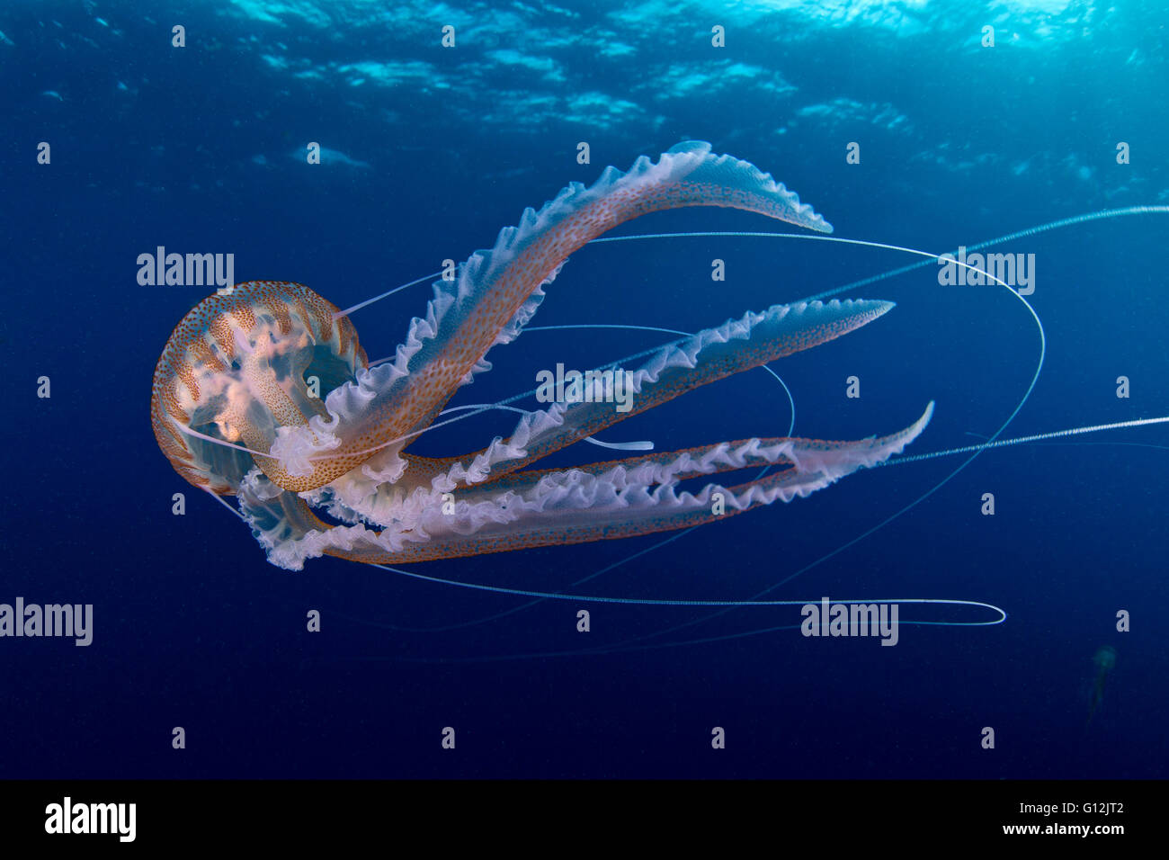 Mauve Stinger meduse, Pelagia noctiluca, Santa Maria, Azzorre, Portogallo Foto Stock