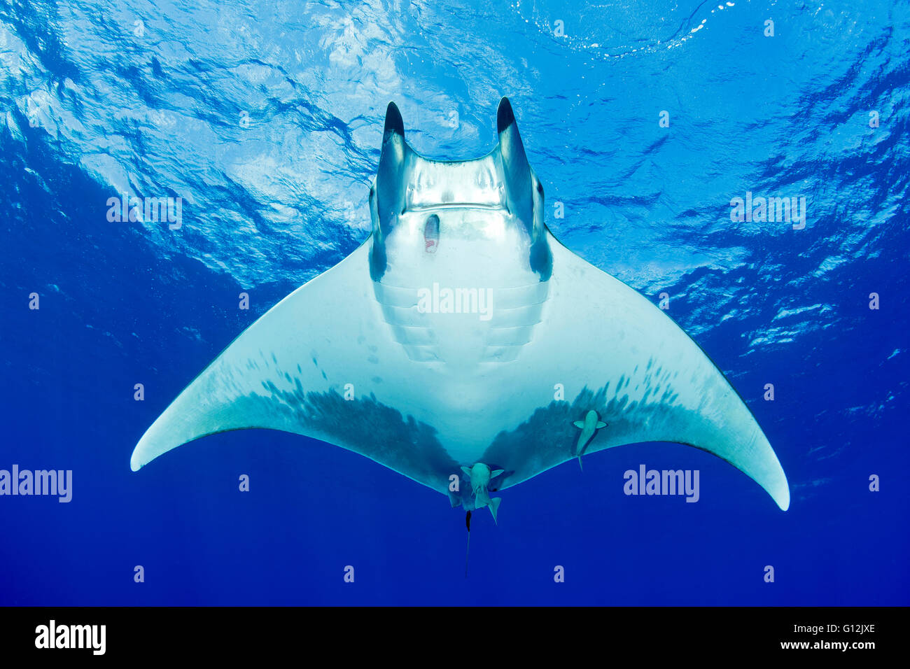 Sicklefin Devil Ray, Mobula tarapacana, Santa Maria, Azzorre, Portogallo Foto Stock