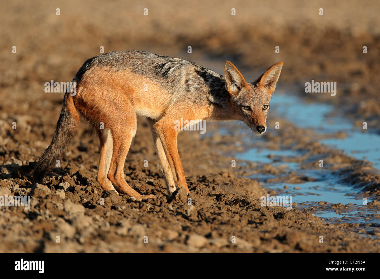Un black-backed jackal (Canis mesomelas) a waterhole, deserto Kalahari, Sud Africa Foto Stock