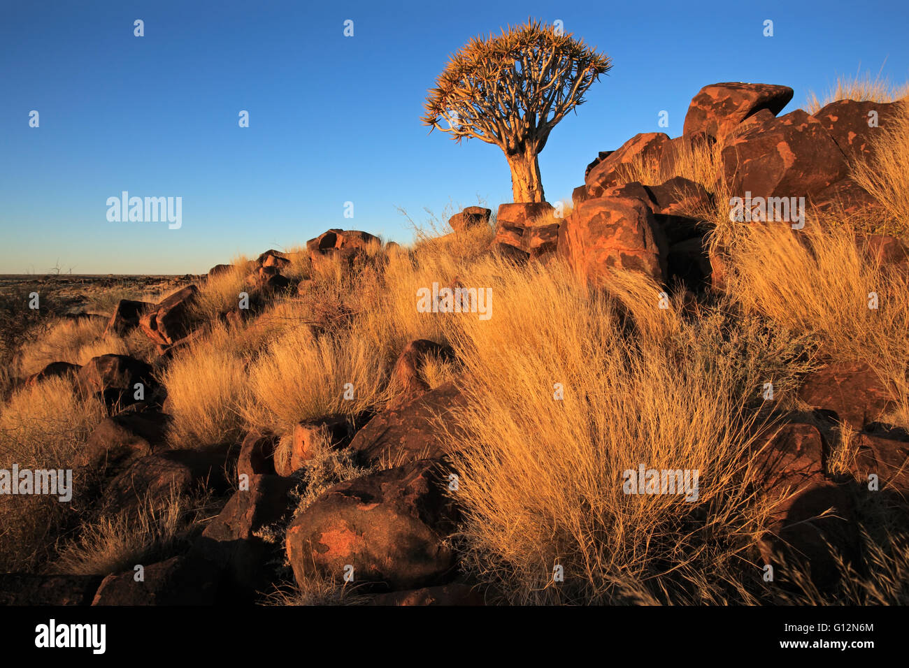 Il paesaggio del deserto con golden erbe e un fremito tree (Aloe dichotoma), Namibia Foto Stock