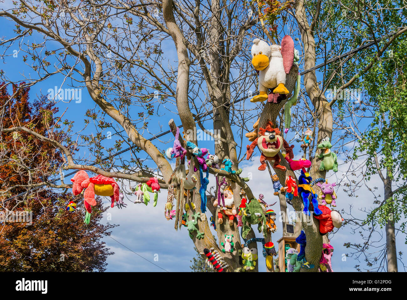 Collezione di giocattoli imbottiti in un albero, Okanagan Falls, Okanagan Valley, British Columbia, Canada Foto Stock